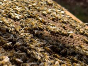 Le réveil de nos abeilles : une nouvelle saison commence pour nos butineuses