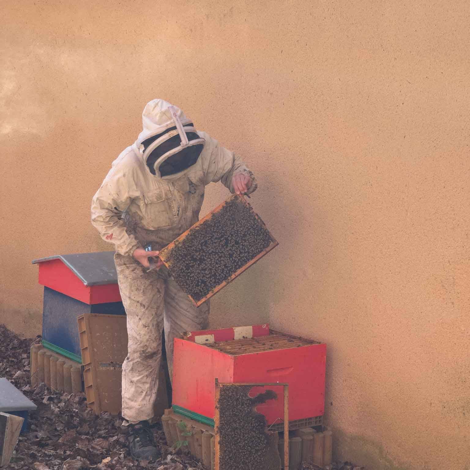 Abeilles 16.jpg Abeilles 16.jpg