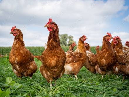 La grippe aviaire, un impact sur les achats ?